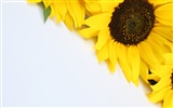 Beautiful sunflower close-up wallpaper (2) #6