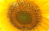 Beautiful sunflower close-up wallpaper (2) #7