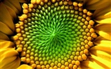 Hermoso fondo de pantalla de girasol close-up (2) #8