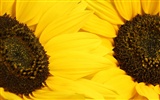 Hermoso fondo de pantalla de girasol close-up (2) #11