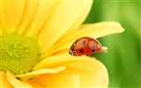 Hermoso fondo de pantalla de girasol close-up (2)