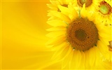 Hermoso fondo de pantalla de girasol close-up (2) #15