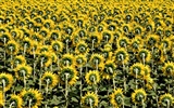 Beautiful sunflower close-up wallpaper (2) #17