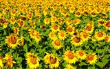 Beautiful Sonnenblumen Nahaufnahme Wallpaper (2) #18