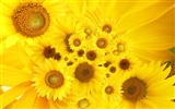 Hermoso fondo de pantalla de girasol close-up (2) #20