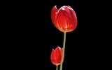 Tulip álbum de fondo de pantalla (8) #3