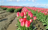 Tulip wallpaper album (8) #5