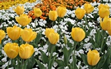 Tulip wallpaper album (8) #6