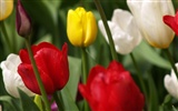 Tulip wallpaper album (8) #8