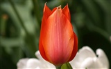 Tulip Tapete Album (8) #9