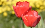 Tulip Tapete Album (8) #10