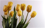 Tulip wallpaper album (8) #11