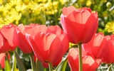 Tulip Tapete Album (8) #12