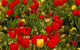 Tulip wallpaper album (8) #13