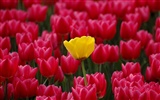 Tulip Tapete Album (8) #14