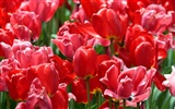 Tulip wallpaper album (8) #17