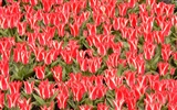 Tulip tapety album (8) #18