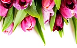 Tulip wallpaper album (9) #4