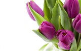 Tulip wallpaper album (9) #6