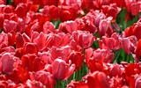 Tulip Tapete Album (9) #9