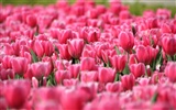 Tulip Tapete Album (9) #10