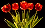 Tulip Tapete Album (9) #11