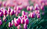 Tulip wallpaper album (9) #13