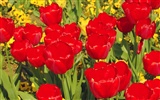 Tulip Tapete Album (9) #15