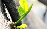 Macro Flower Grass (1) (genzhukou works)