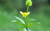 Macro flor de hierba (1) (obras genzhukou) #16