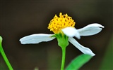 Macro flor de hierba (1) (obras genzhukou) #17