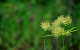 Makro květ tráva (2) (genzhukou práce) #7