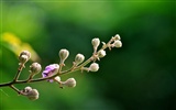 Macro Flower Grass (2) (genzhukou works) #8