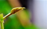 Macro Flower Grass (2) (genzhukou works) #9