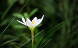 Macro Flower Grass (2) (genzhukou works) #10