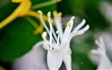 Makro květ tráva (2) (genzhukou práce) #12