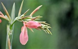 Makro květ tráva (2) (genzhukou práce) #14