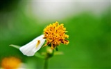 Macro Flower Grass (2) (genzhukou works) #17