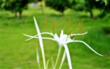 Macro Flower Grass (2) (genzhukou works) #19