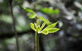 Macro flor de hierba (2) (obras genzhukou) #22