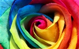 Large Rose Photo Wallpaper (5)