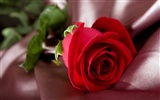 Large Rose Photo Wallpaper (5) #2