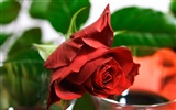 Large Rose Photo Wallpaper (5) #6