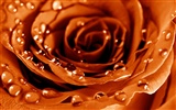 Large Rose Photo Wallpaper (5) #7