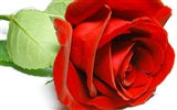 Large Rose Photo Wallpaper (5) #8