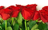 Large Rose Photo Wallpaper (5) #10