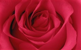 Large Rose Photo Wallpaper (5) #11