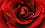 Large Rose Photo Wallpaper (5) #12