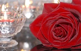 Large Rose Photo Wallpaper (5) #13