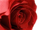 Large Rose Photo Wallpaper (5) #15